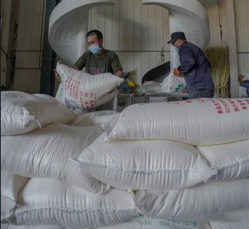 新疆奇台县 面粉生产销售正常 畅销内地